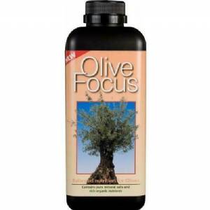 Olive Focus - Growth Technology