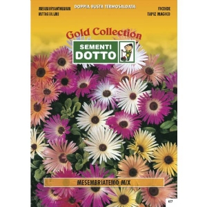 Semi di MESEMBRIANTEMO  in mix - h cm 10