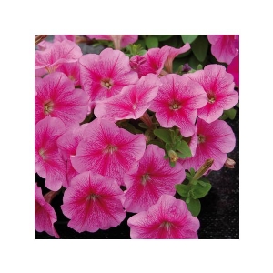 Semi di PETUNIA Nana semplice rosa  - h cm 30