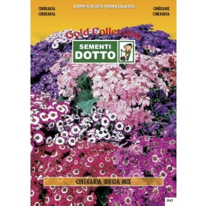 Semi di CINERARIA hybrida in mix - h cm 25
