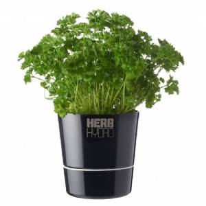 Vaso Hydro Herbs Singolo - Nero