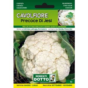 Sementi da Orto - Cavolfiore Precoce di Jesi - Sem. Dotto