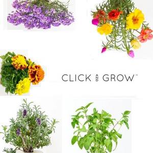 Click and Grow - Kit Semi - 3x