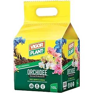 Orchidee balletta 10LT - Vigorplant