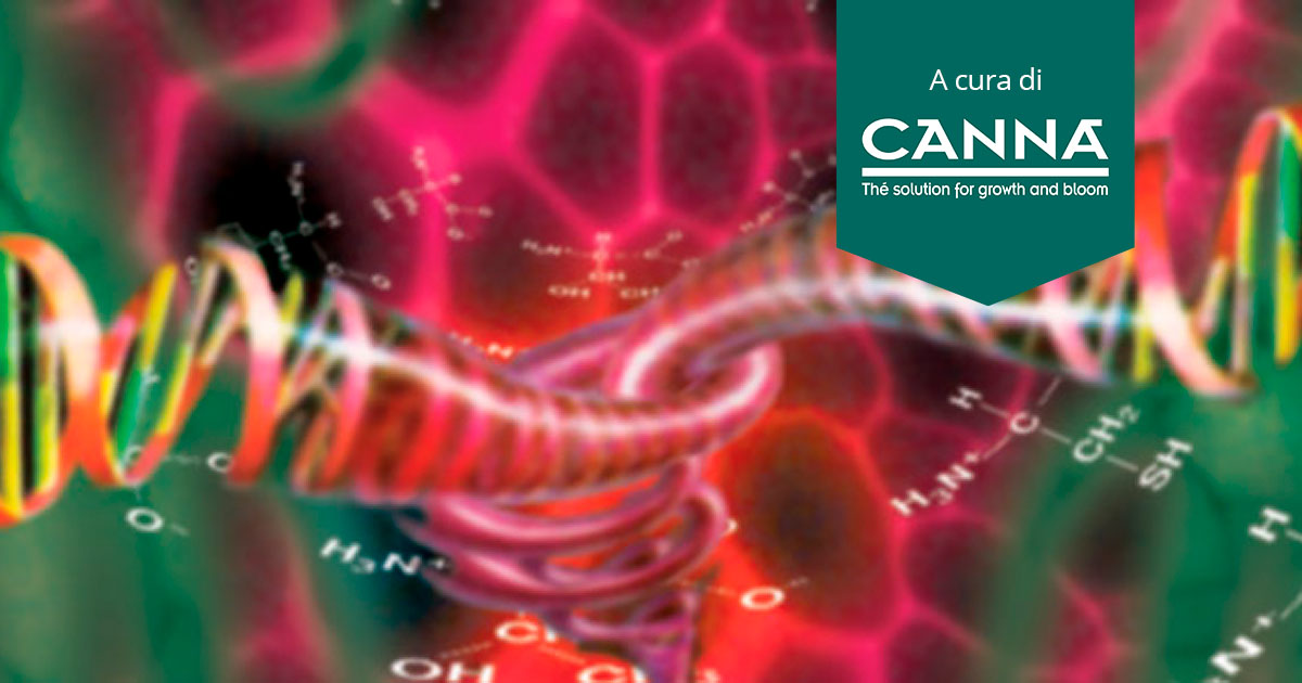 Coltivare con CANNABOOST Accelerator | Canna Research