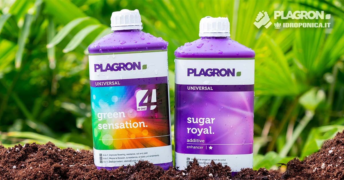 Miti e verità sulla coltivazione con Plagron Sugar Royal
