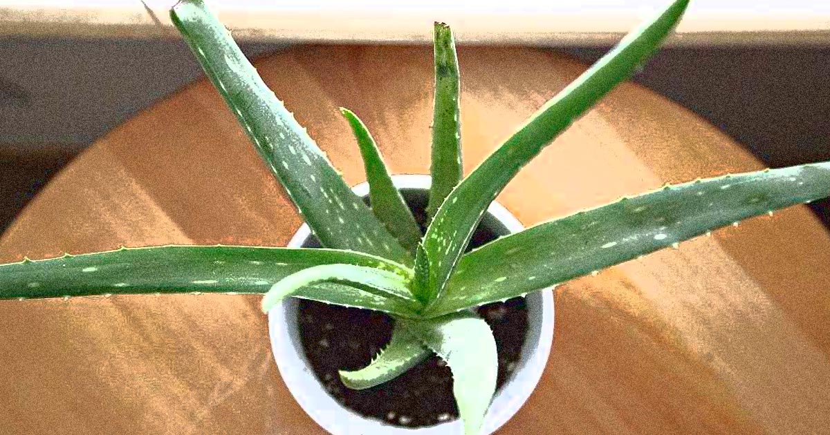 Come Coltivare l'Aloe Vera in Casa