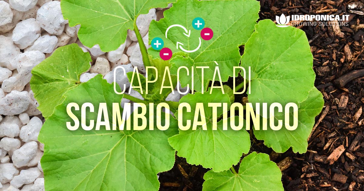 Capacità di Scambio Cationico nei substrati | Guida tecnica per coltiv