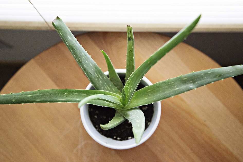 Come Coltivare L Aloe Vera In Casa
