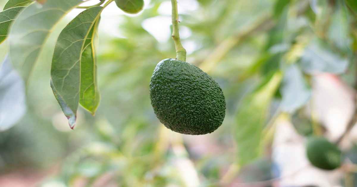 Come Coltivare l'Avocado in Casa: Guida Pratica - Idroponica.it