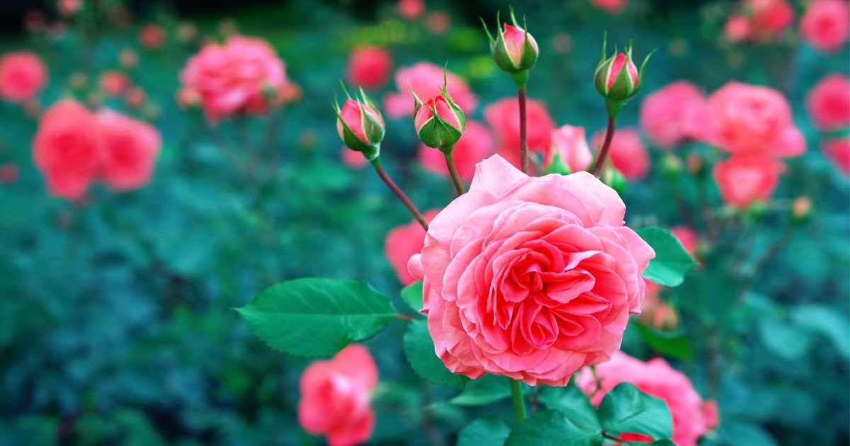 Come Coltivare le Rose: Guida Completa | Idroponica.it