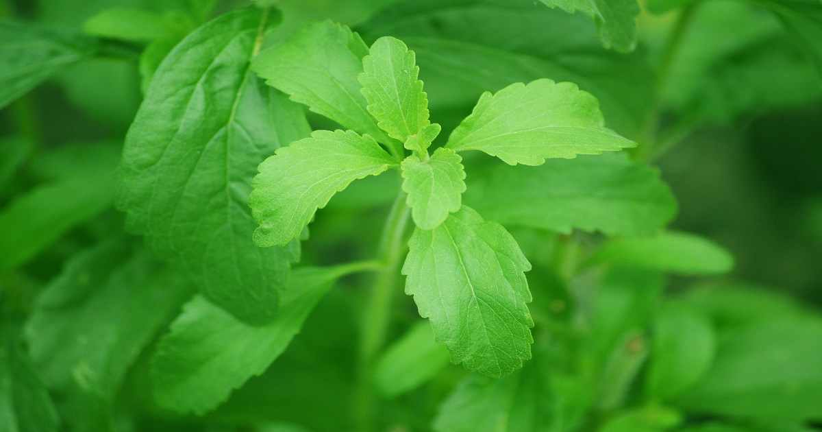 Come coltivare la stevia e ottenere un dolcificante naturale