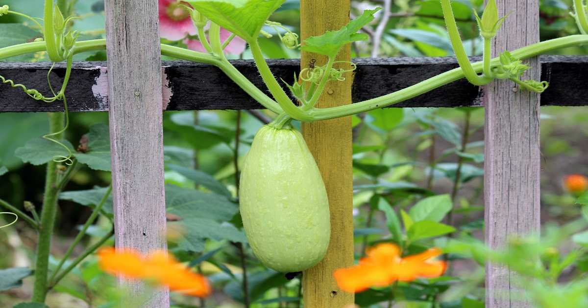 Come Coltivare le Zucchine in Vaso? La Guida di Idroponica