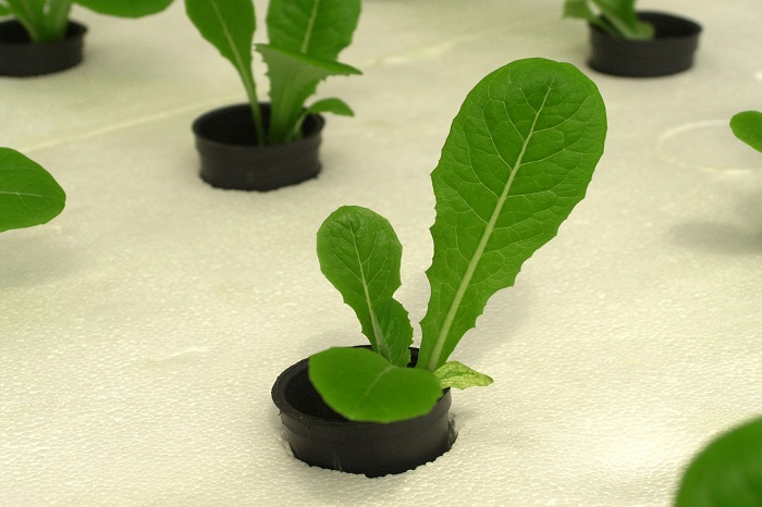 Il futuro dell’agricoltura? Giovane e idroponica