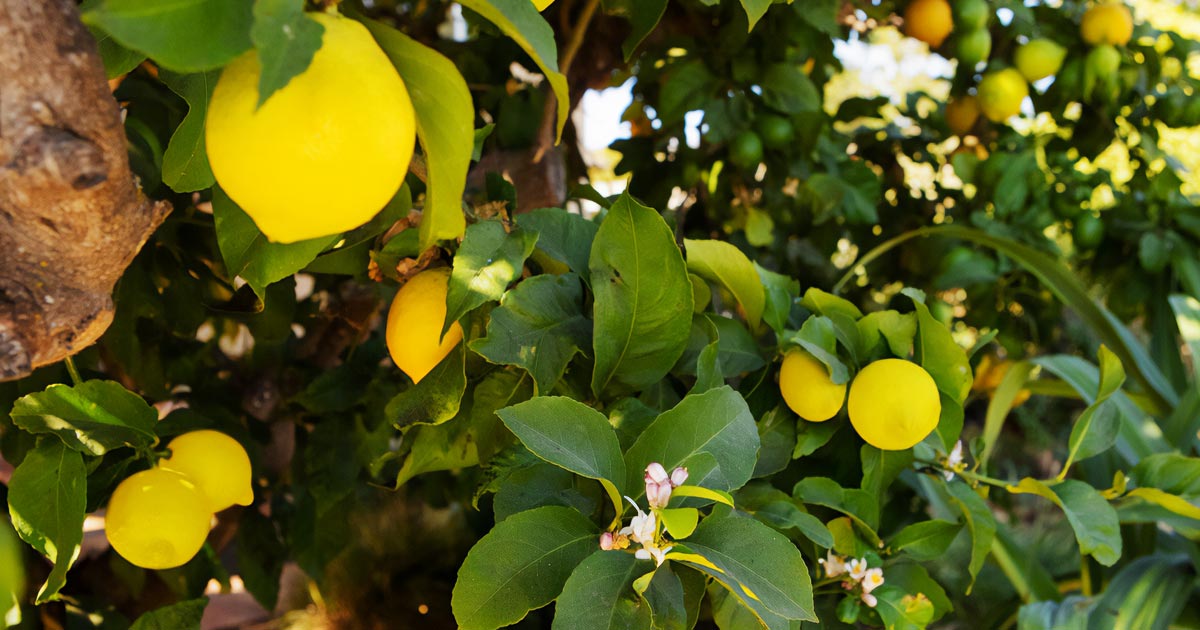 Parassiti del Limone in Vaso e in Terra: Rimedi e Cure