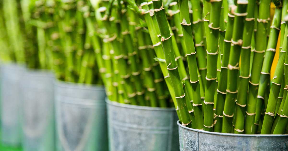 Come Coltivare il Bambù: Guida Completa | Idroponica.it