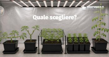 Tecniche di coltivazione indoor: 5 metodi a confronto