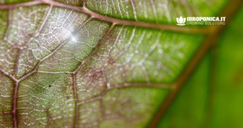 La traspirazione delle piante, il motore nascosto della crescita