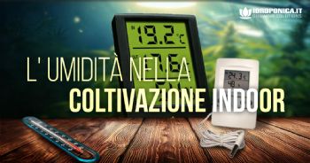 L'umidità nella coltivazione indoor, come gestirla