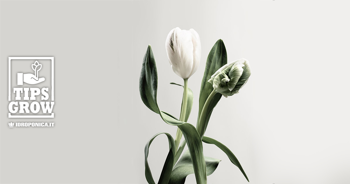 La guida essenziale per piantare i tulipani - Impara come coltivarli