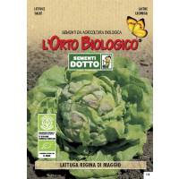 Semi biologici di Lattuga Regina Di Maggio