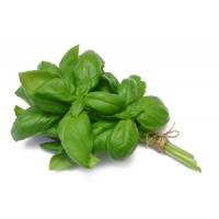 Semi biologici di Basilico Italiano Classico