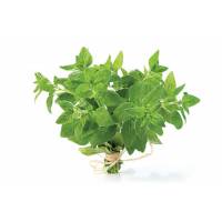 Semi di Origano