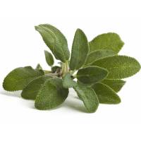 Semi di Salvia
