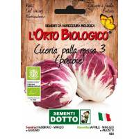 Semi biologici di Cicoria Palla Rossa 3 Precoce