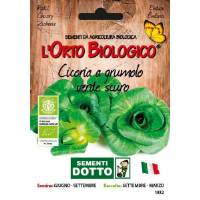 Semi biologici di Cicoria Grumolo Verde Scuro
