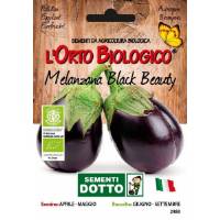 Semi biologici di Melanzana Black Beauty