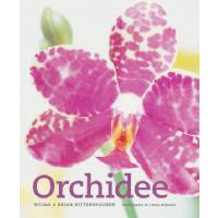 Orchidee di Wilma e Brian Ritterhausen, Mango Editore