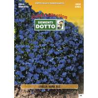 Semi di LOBELIA nana blu scuro - h cm 20