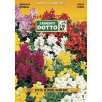 Semi di BOCCA DI LEONE Nana in mix - h cm 20