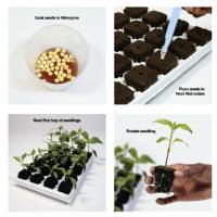 Growth Technology - Vassoio Bianco per 24 Root Riot