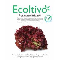 Lattuga Rossa a Foglia Riccia da Taglio - Ecoltivo