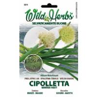 Semi Dotto Cipolletta Winter Nest
