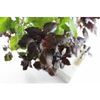 Basilico Dark Opal - Ecoltivo