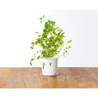 Click and Grow - Kit Semi - 3x Origano