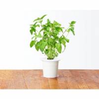 Click and Grow - Kit Semi - 3x Basilico Thai 