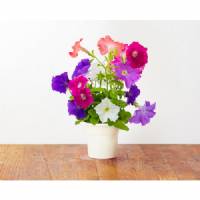Click and Grow - Kit Semi - 3x Petunia
